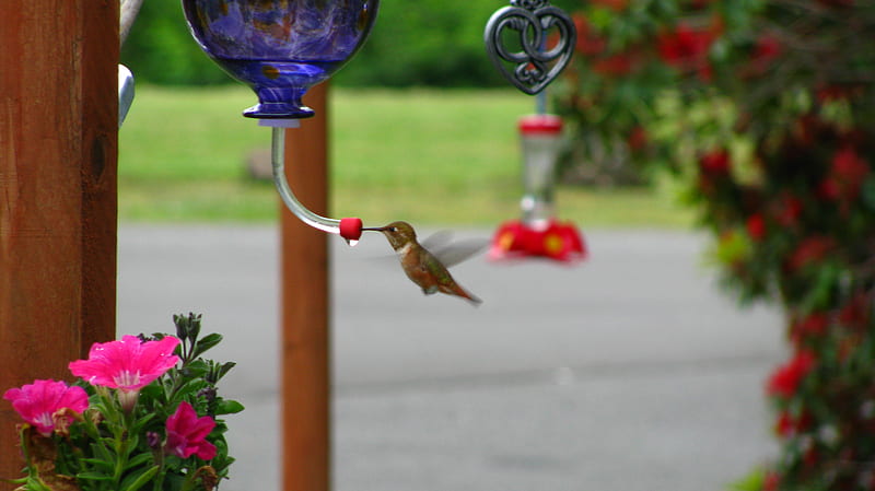 Feeding Hummer, humming bird, colors, birds, bird feeder, HD wallpaper