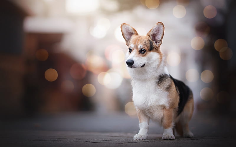 Pembroke Welsh Corgi, Welsh Corgi, Pembroke, animal, dog, HD wallpaper