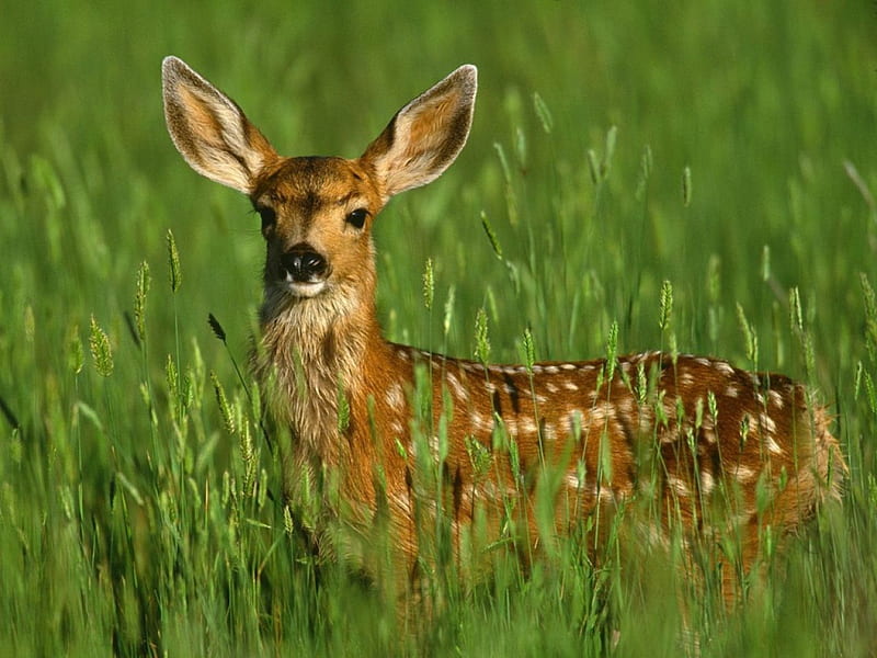 Danger?, , nature, animals, deer, HD wallpaper | Peakpx Danger?, , nature, animals, deer, HD wallpaper | Peakpx