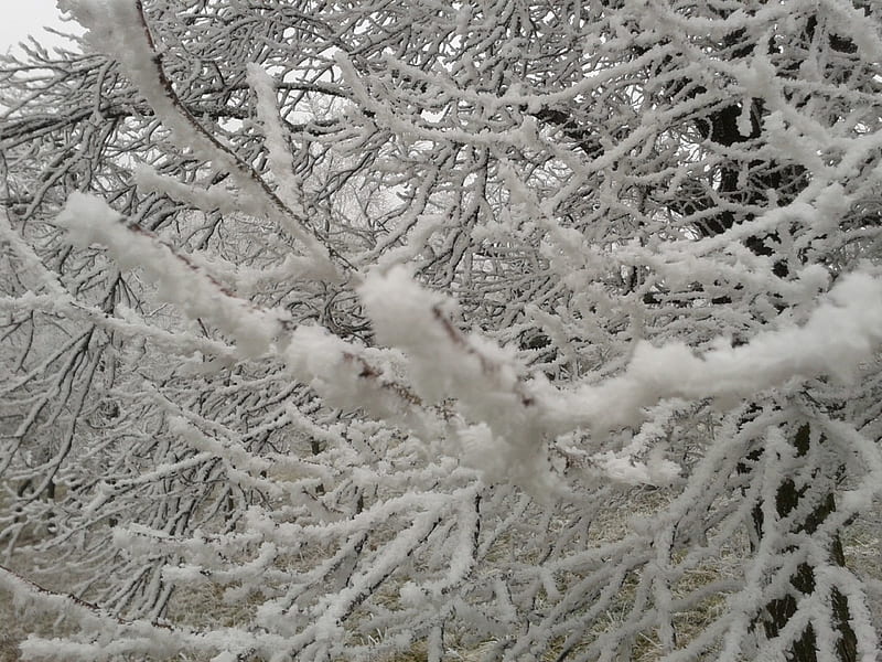 Hoarfrost, white frost, tree, nice, snow, its time, HD wallpaper | Peakpx