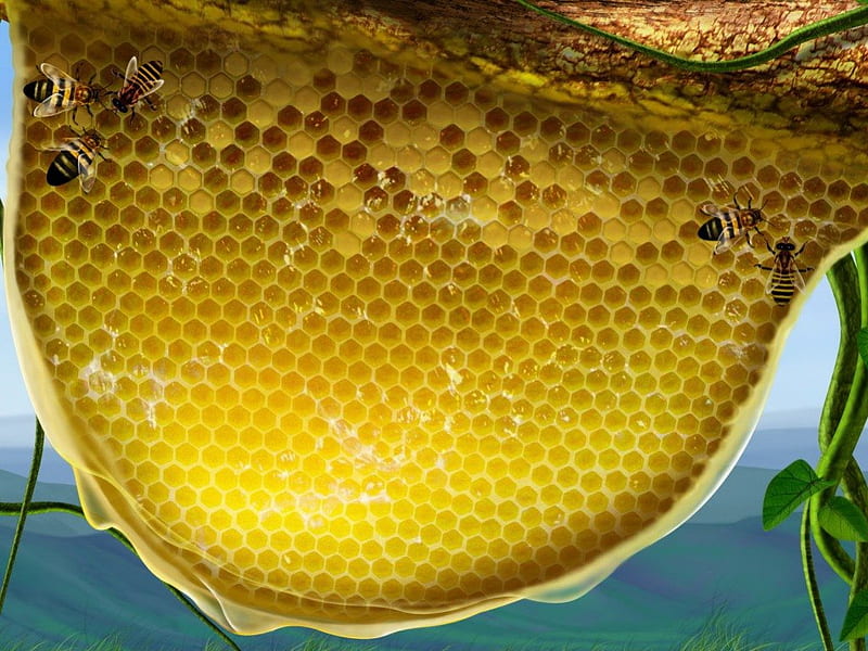 Honeycomb, honey, sweet, bees, HD wallpaper