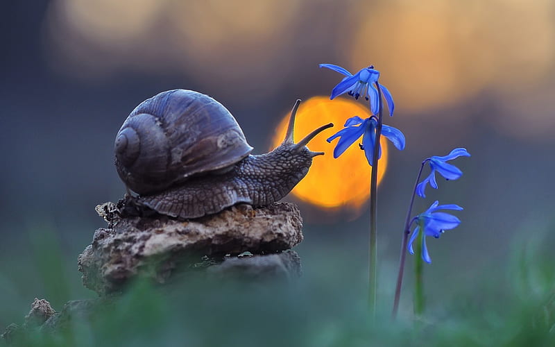 Snail, primrose, flower, yellow, sunset, blue, HD wallpaper