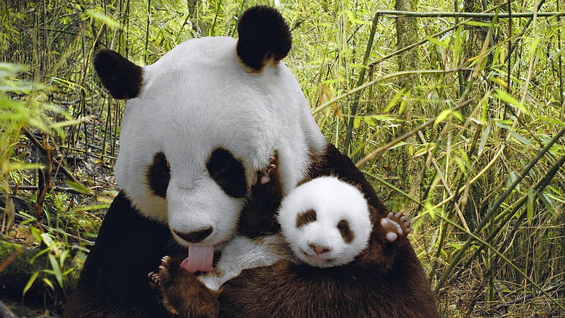 mama and baby, panda, baby animals, HD wallpaper