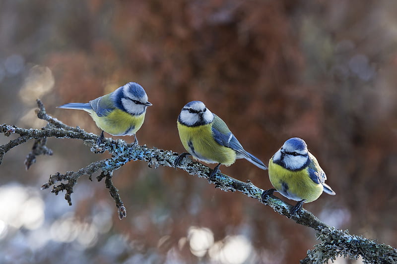 Birds, Titmouse, Bird, Eurasian Blue Tit, Wildlife, HD wallpaper