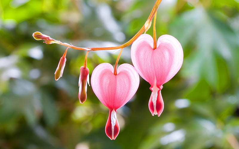 Bleeding Hearts, flowers, nature, pink, HD wallpaper