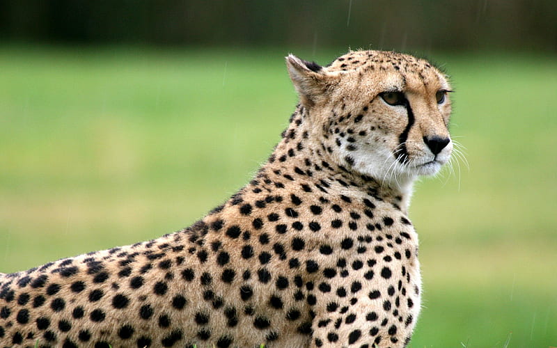 cheetah-wild animals, HD wallpaper