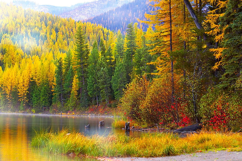 Autumn, forest, fall, woods, trees, lake, water, splendor, autumn ...