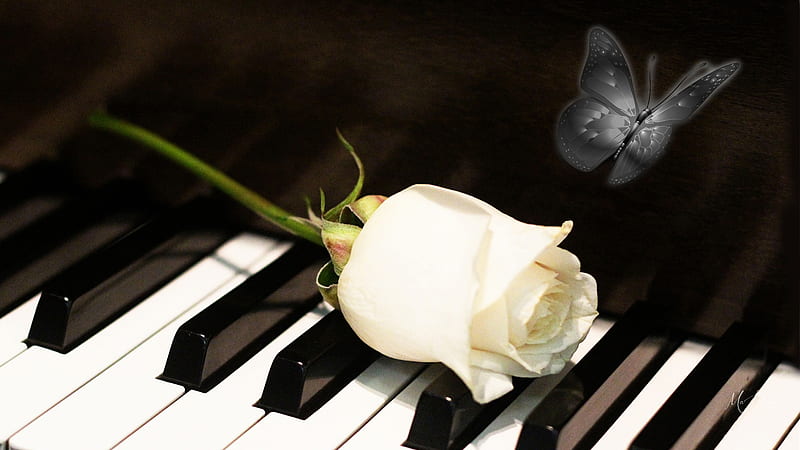 White Rose Piano Keys, butterfly, rose, music, black and white, flower, piano keys, piano, Firefox Persona theme, HD wallpaper