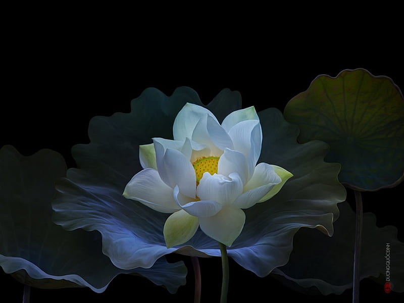 Lotus, pretty lovely, black, bonito, floral, sweet, blossom, nice, darkness, dark, flower, beauty, HD wallpaper