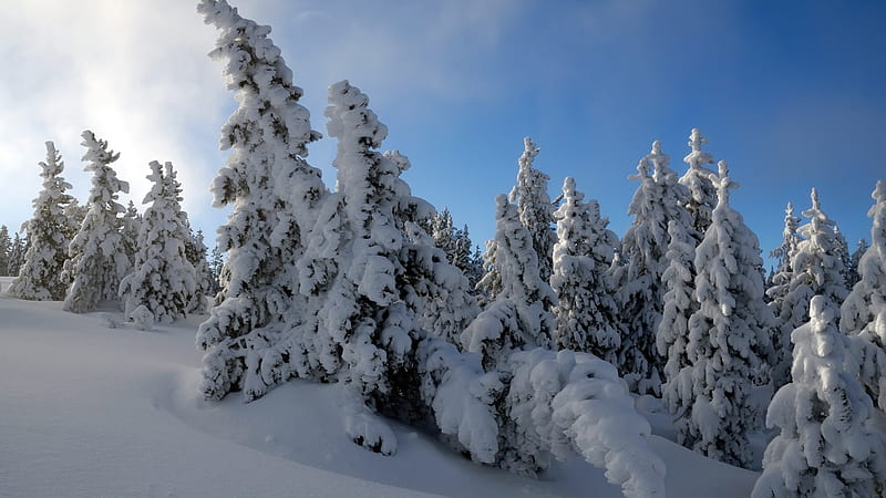 Snow Trees-Beautiful natural scenery, HD wallpaper