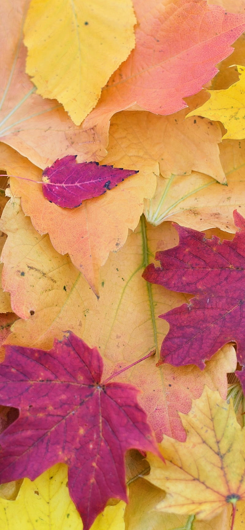 Maple leaves , Autumn Fall, Foliage, Seasons, Fallen Leaves, Nature, Red Autumn Leaves, HD phone wallpaper
