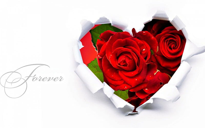 heart, roses, forever yous, siempre, os, roses, herts, HD wallpaper