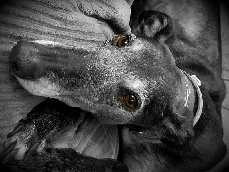 Jet, our other retired Greyhound, greyhound, graphy, digital graphy, pets, abstract, Black and White graphy, dogs, HD wallpaper