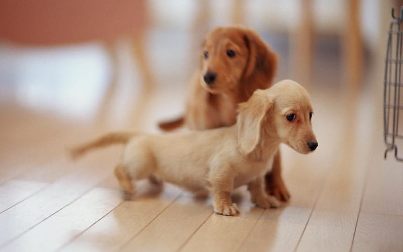 daschund puppies, cute, puppies, daschund, brown, tan, HD wallpaper