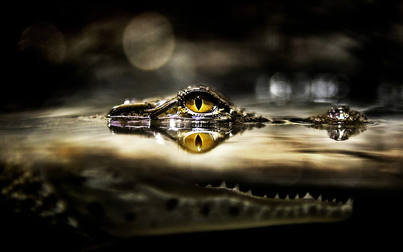 Crocodile Eye Reflection, water, eye, crocodile, reflection, reptiles, abstract, animals, HD wallpaper