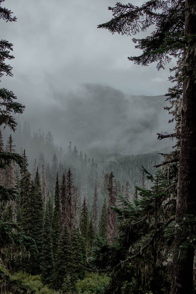 Green pine trees on foggy weather HD wallpaper  Peakpx
