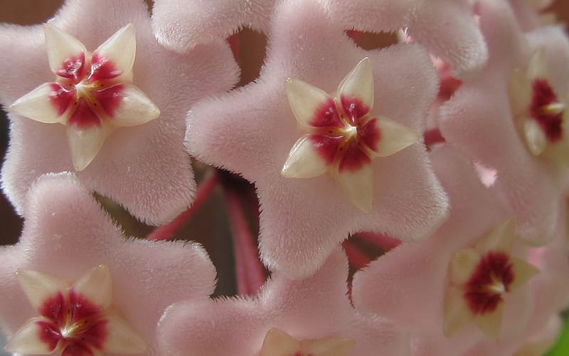 Hoya Carnosa, pink, flower, hoya, nature, floare de ceara, macro, HD wallpaper