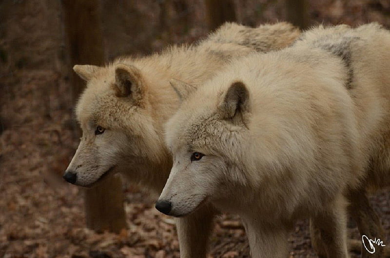 staring, canis lupus arctos, white wolves, canidae, carnivora, HD wallpaper