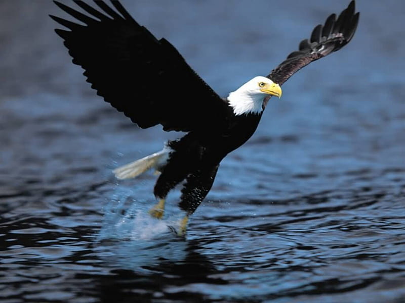 The Bald Eagle Fishing, eagle, white head, bird of prew, bald eagle, HD wallpaper
