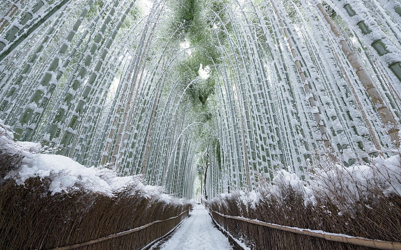 Arashiyama Bamboo Grove, japan, Trees, Bamboo, Grove, Snow, Winter, HD wallpaper