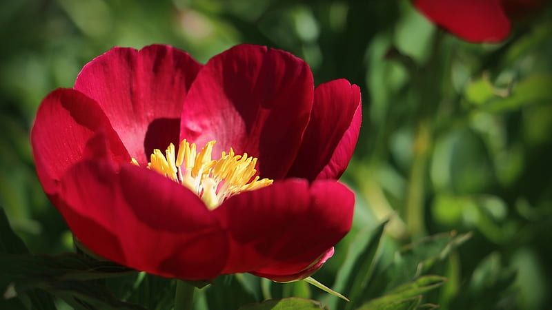 Peonía roja, verano, jardín, pétalos, flor, planta, Fondo de pantalla HD |  Peakpx