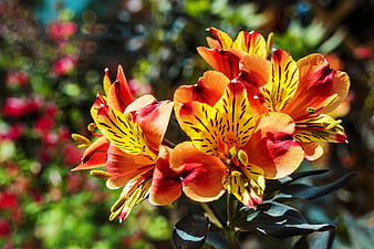 Palabras clave de fondo de pantalla: flores de alstroemeria | Peakpx