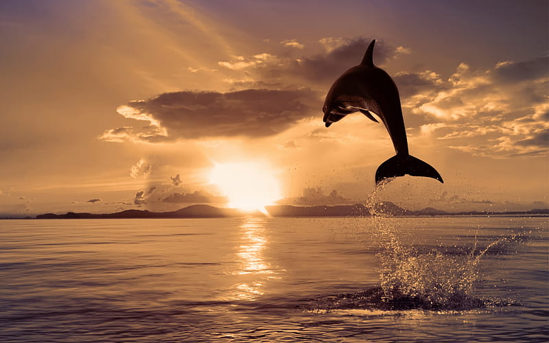 Dolphin, pretty, sun, fish, bonito, sunset, clouds, sea, animal, graphy, splendor, dolphins, sunsets, beauty, reflection, animals, mammal, gloden, lovely, view, ocean, sunlight, jumping, sky, dolfin, silhouette, water, rays, whale, air, peaceful, nature, HD wallpaper