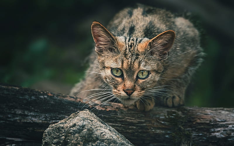 European wildcat, forest, wildlife, big green eyes, cats, HD wallpaper
