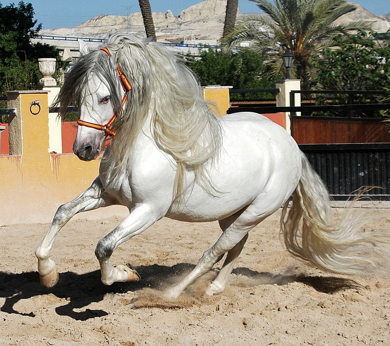 Let's Dance, gris, white, andalusian, horses, spanish, HD wallpaper