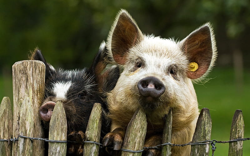 pigs, pets, cute animal, little piggy, piglet, HD wallpaper