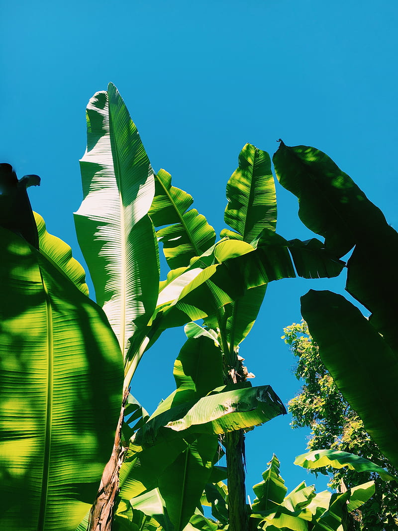 black bird on green banana tree during daytime, HD phone wallpaper