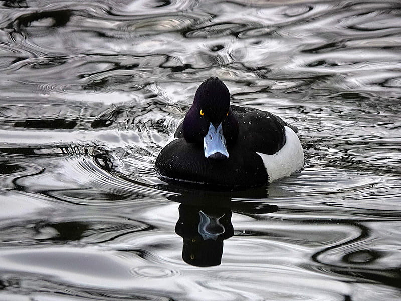 aythya, duck, beak, water, black, HD wallpaper