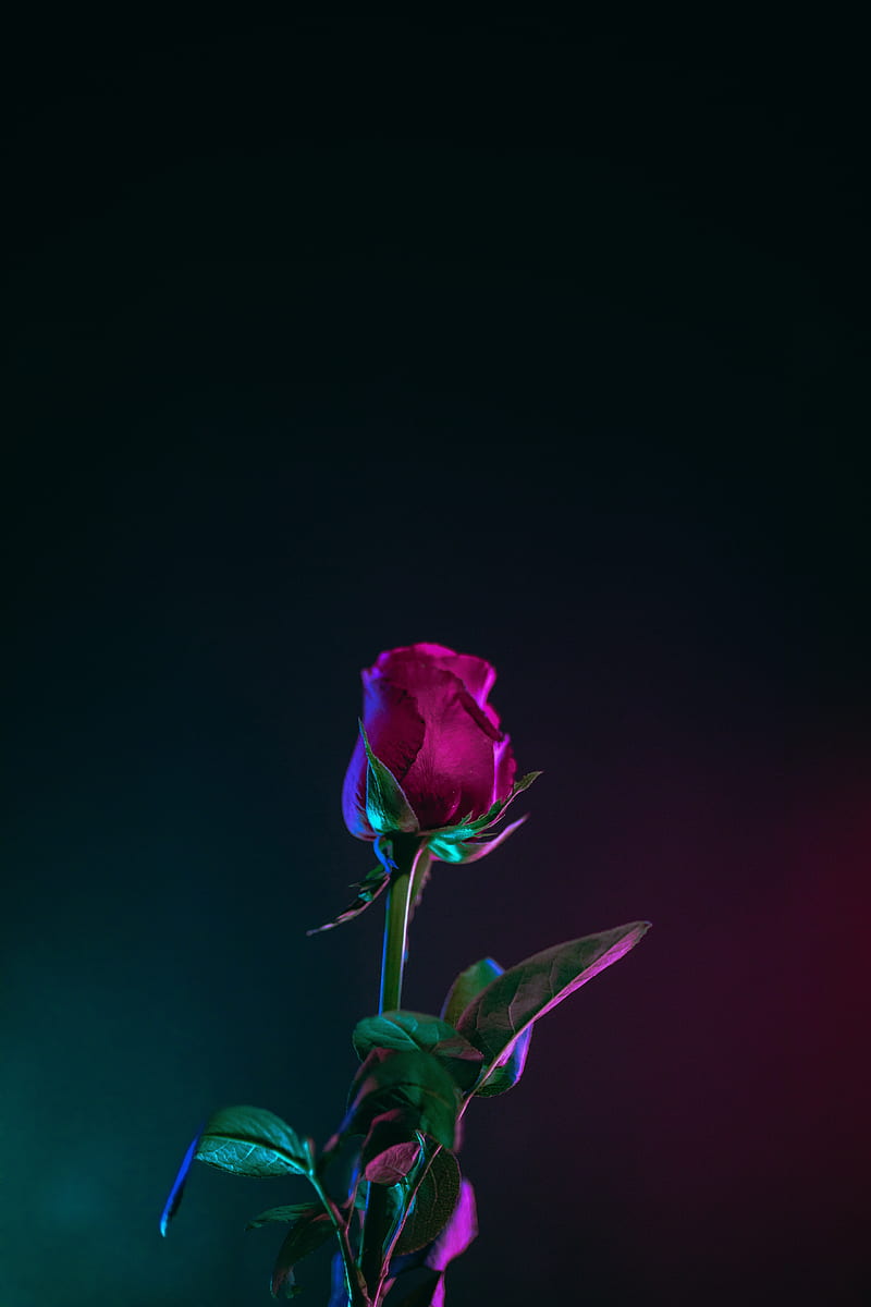 Flowers, heart, love, love poem, orchid, poem, poems, romantic, tulip,  violet, HD phone wallpaper | Peakpx