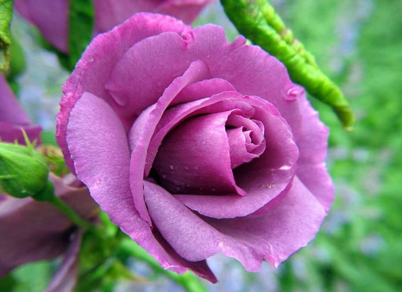 Hoa hồng tím là loại hoa quý giá, tượng trưng cho tình yêu, tình cảm sâu nặng. Với gam màu tím quyến rũ, một bông hoa hồng tím sẽ làm bất kỳ ai say mê. Bạn hãy xem hình ảnh làm sao để những phút giây thưởng thức được hoa hồng tím trở nên thật đặc biệt.