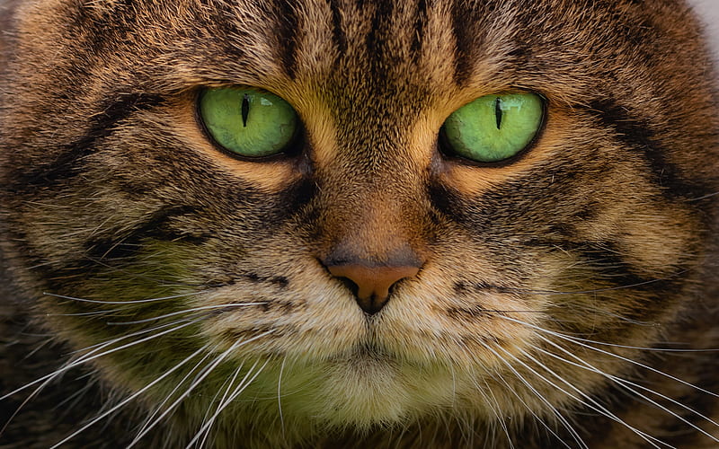 cat, portrait, green eyes, brown cat, pets, HD wallpaper