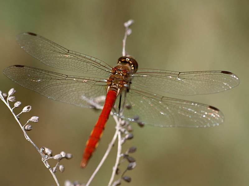 Red Dragonfly, dragonfly, bug, red, insect, HD wallpaper