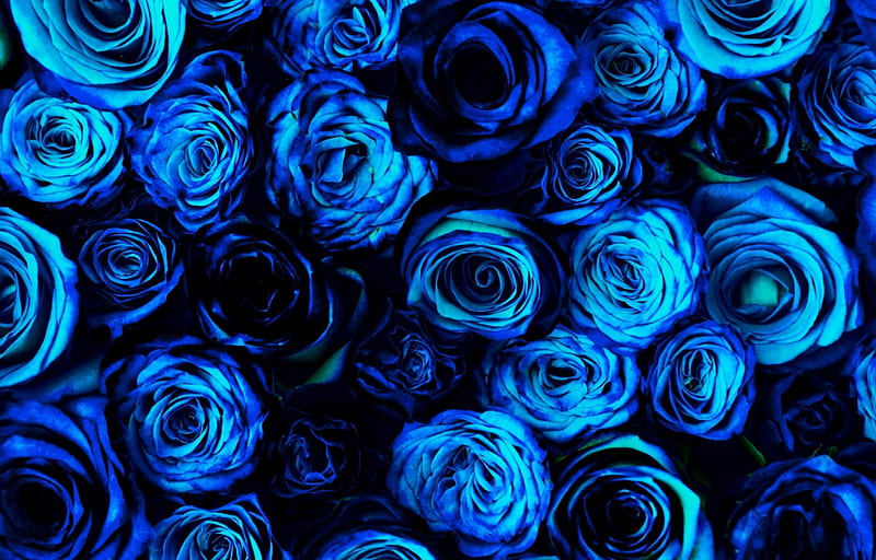 Blue roses, blue flowers, rose, blue flower, roses, blue rose, ble roses, flower, flowers, blue, HD wallpaper