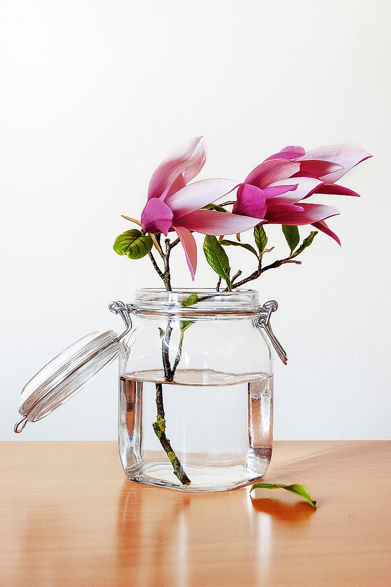 pink petaled flowers in clear glass mason jar, HD phone wallpaper