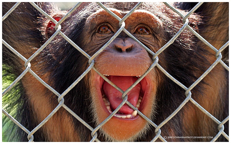 Chimp Behind a Fence, fence, chimp, chimpanzee, HD wallpaper