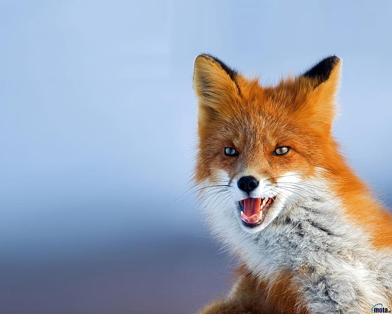 Angry fox, red, fox, snow, angry, HD wallpaper | Peakpx
