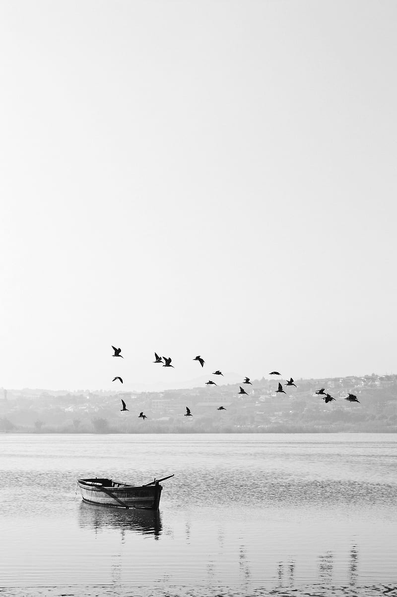 boat, birds, bw, horizon, HD phone wallpaper