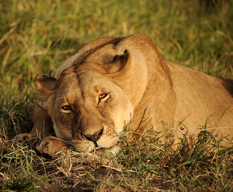 Africa Lion Looking , lion, animals, predator, africa, HD wallpaper