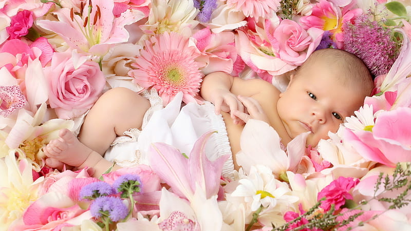 Flower Baby, cute, infant, flower, assorted, roses, pink, baby, HD wallpaper