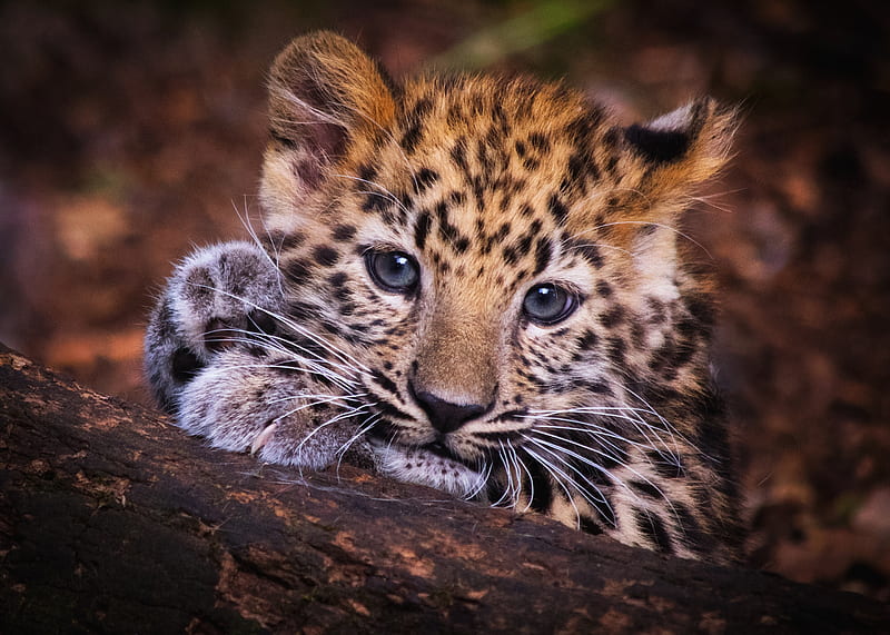 Leopard cub, leopard, cute, cub, paw, face, animal, HD wallpaper