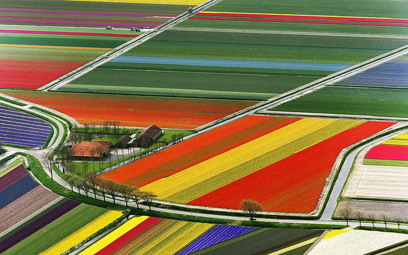 2 Amsterdam The Netherlands-Tulip Field, HD wallpaper