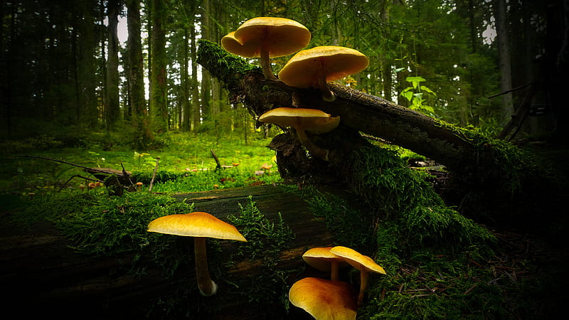 Yellow Mushrooms On Algae Covered Tree Trunk In Forest Nature, HD wallpaper