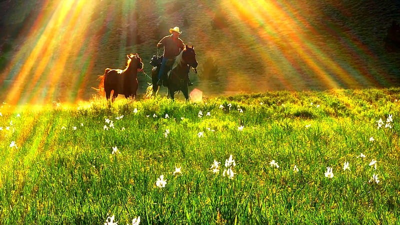 THE JOURNEY CONTINUES......, journey, sunshine, man, horses, field, HD wallpaper