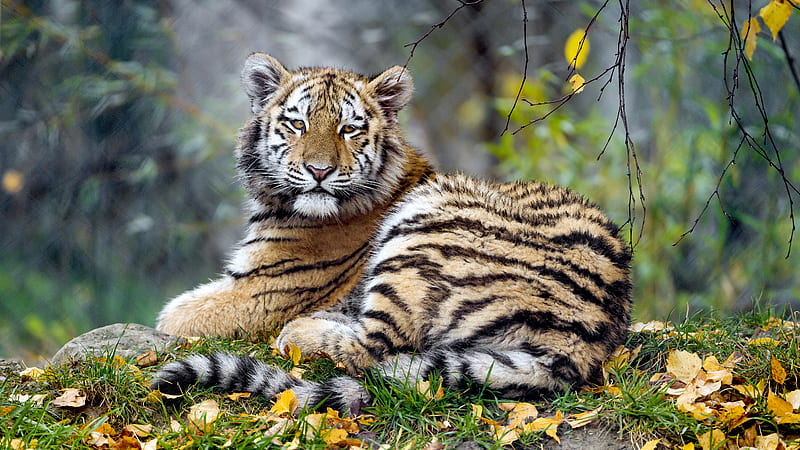 tigress, lying down, stare, predator, wildlife, big cats, Animal, HD wallpaper