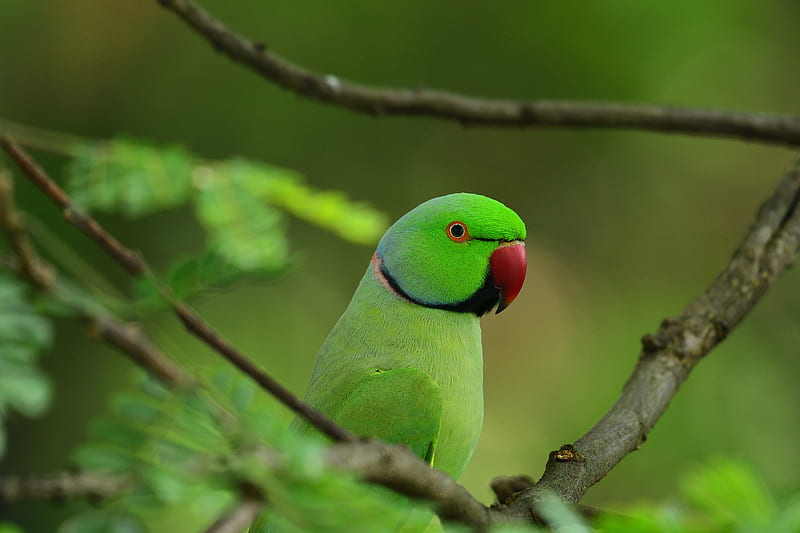 parrot, bird, branches, leaves, tree, HD wallpaper