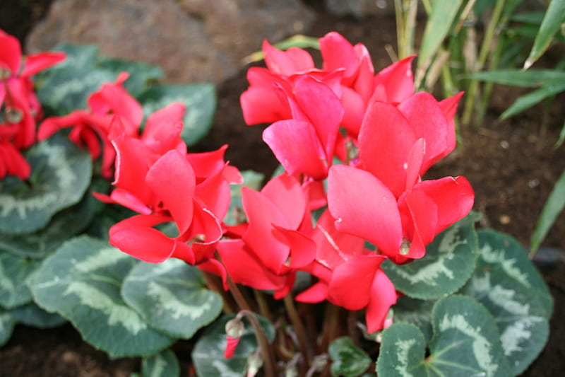 A day with my camera at the Pyramids 22, red, rocks, graphy, green, garden, Flowers, Cyclamen, HD wallpaper